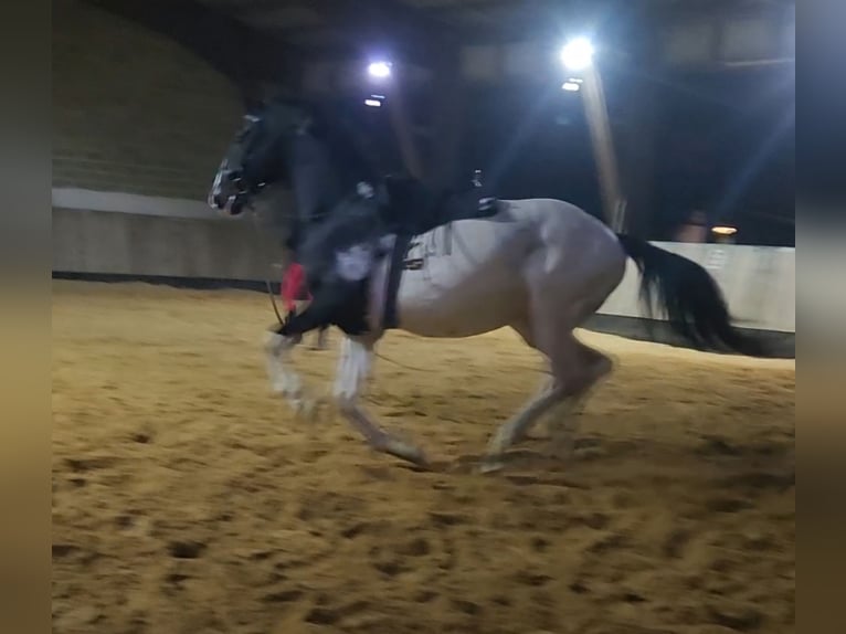 Other Breeds Gelding 4 years 15,3 hh Leopard-Piebald in Homberg (Efze)