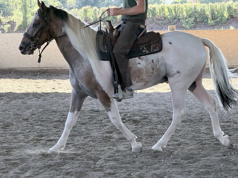 Other Breeds Gelding 4 years 15.3 hh Pinto in Castel Goffredo