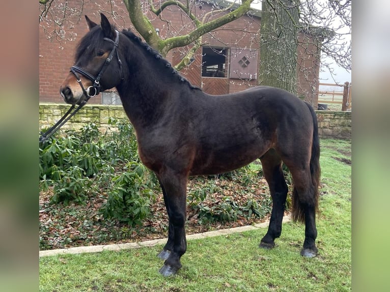 Other Breeds Gelding 4 years 15 hh Bay-Dark in Hopsten