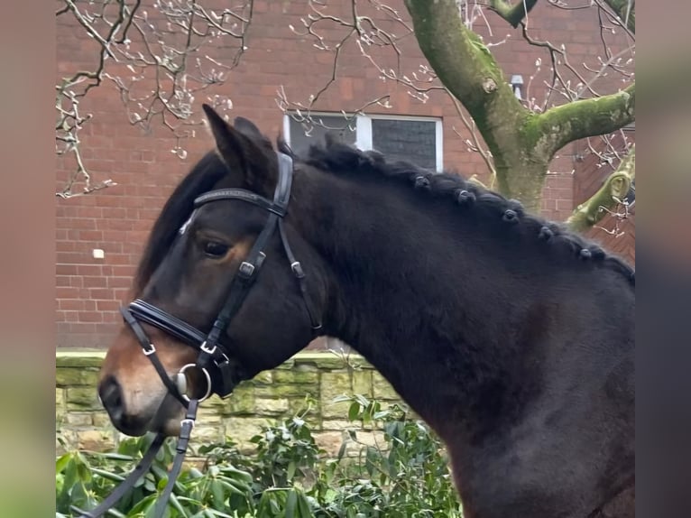 Other Breeds Gelding 4 years 15 hh Bay-Dark in Hopsten