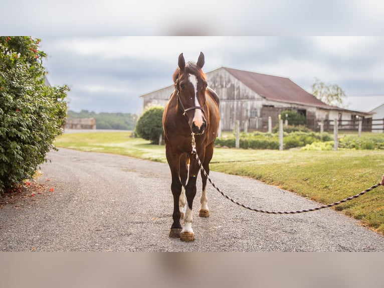 Other Breeds Gelding 4 years 15 hh Bay in Dundee