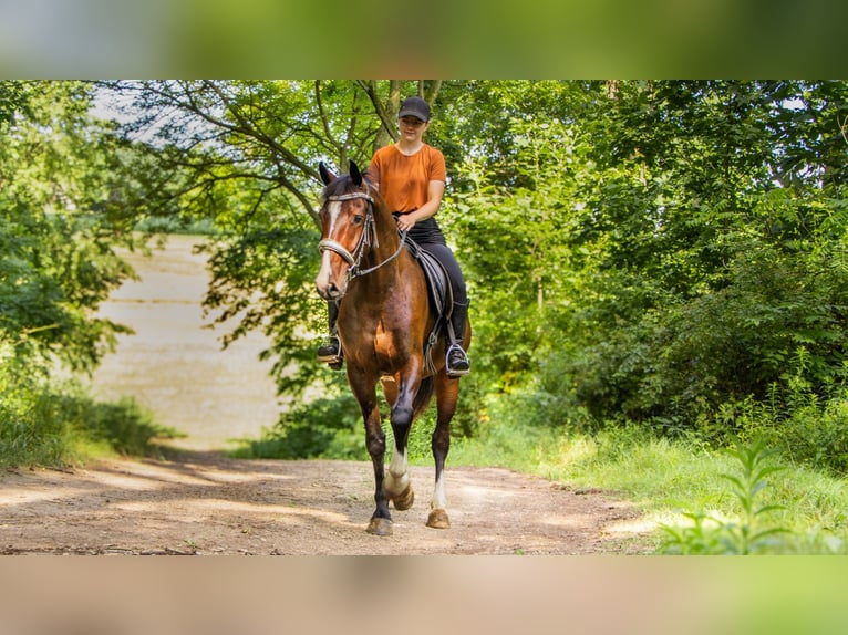 Other Breeds Gelding 4 years 15 hh Bay in Dundee