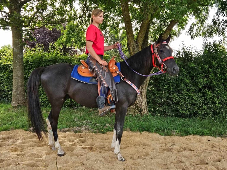 Other Breeds Gelding 4 years 15 hh Pinto in Linkenbach