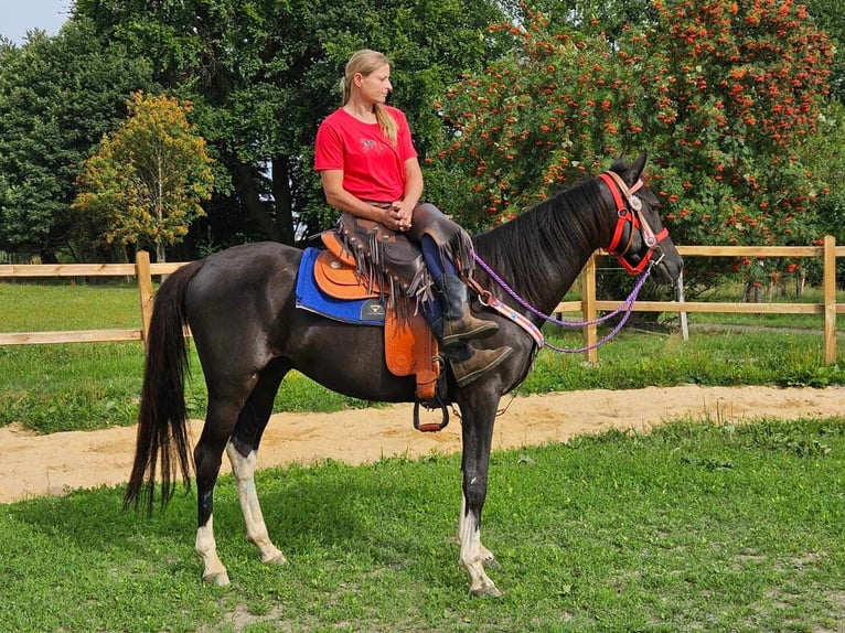 Other Breeds Gelding 4 years 15 hh Pinto in Linkenbach