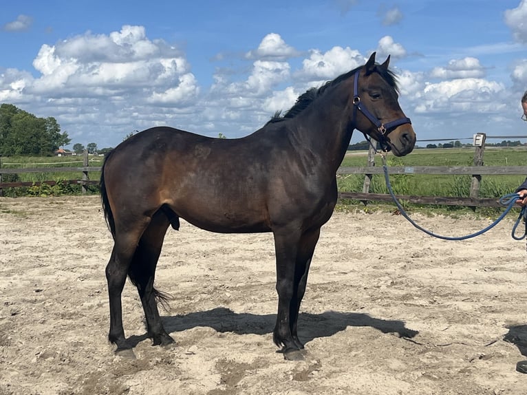 Other Breeds Gelding 4 years 15,1 hh Bay-Dark in Aldeboarn