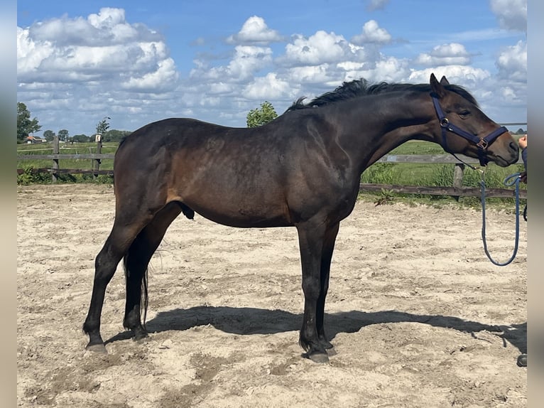 Other Breeds Gelding 4 years 15,1 hh Bay-Dark in Aldeboarn