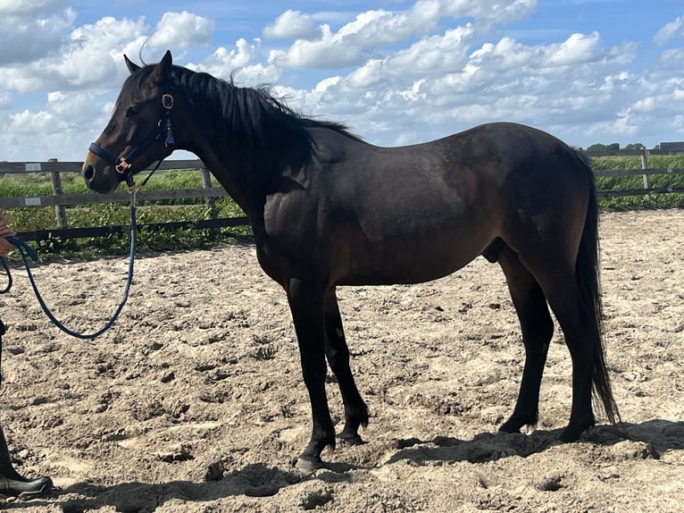Other Breeds Gelding 4 years 15,1 hh Bay-Dark in Aldeboarn