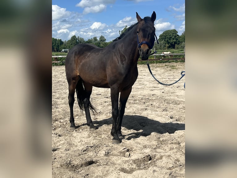 Other Breeds Gelding 4 years 15,1 hh Bay-Dark in Aldeboarn