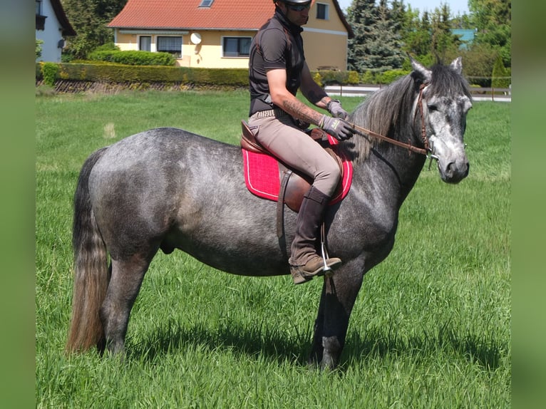 Other Breeds Gelding 4 years 15,1 hh Gray-Dapple in Buttstädt