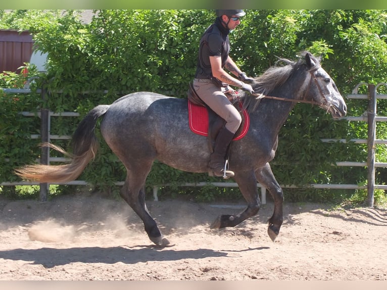 Other Breeds Gelding 4 years 15,1 hh Gray-Dapple in Buttstädt