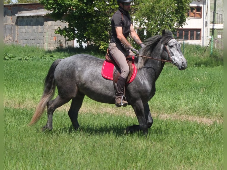 Other Breeds Gelding 4 years 15,1 hh Gray-Dapple in Buttstädt