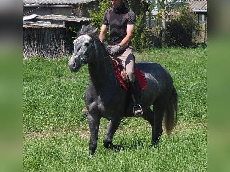 Other Breeds Gelding 4 years 15,1 hh Gray-Dapple in Buttstädt