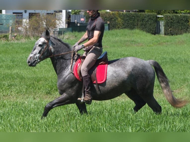 Other Breeds Gelding 4 years 15,1 hh Gray-Dapple in Buttstädt