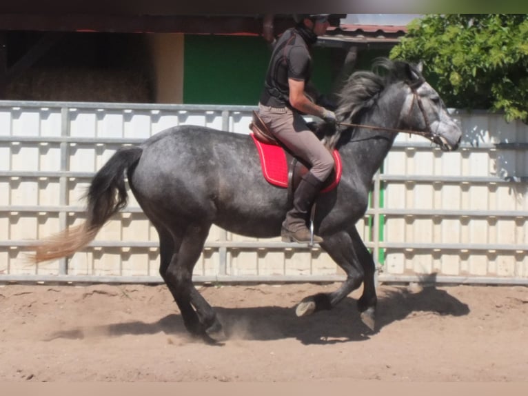 Other Breeds Gelding 4 years 15,1 hh Gray-Dapple in Buttstädt