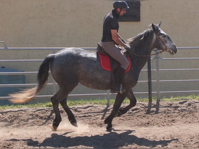 Other Breeds Gelding 4 years 15,1 hh Gray-Dapple in Buttstädt