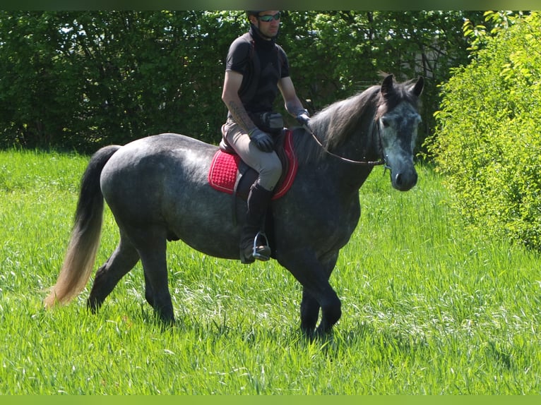 Other Breeds Gelding 4 years 15,1 hh Gray-Dapple in Buttstädt