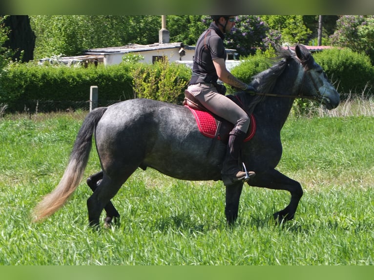 Other Breeds Gelding 4 years 15,1 hh Gray-Dapple in Buttstädt