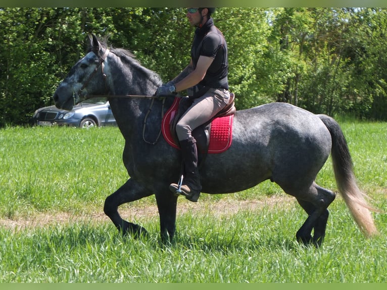Other Breeds Gelding 4 years 15,1 hh Gray-Dapple in Buttstädt