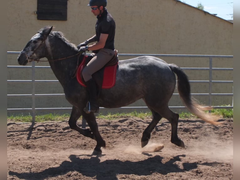 Other Breeds Gelding 4 years 15,1 hh Gray-Dapple in Buttstädt