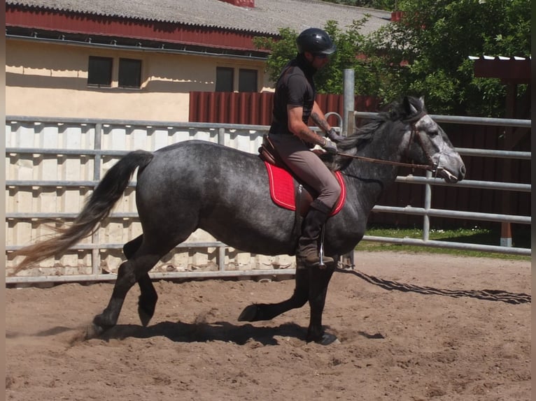 Other Breeds Gelding 4 years 15,1 hh Gray-Dapple in Buttstädt