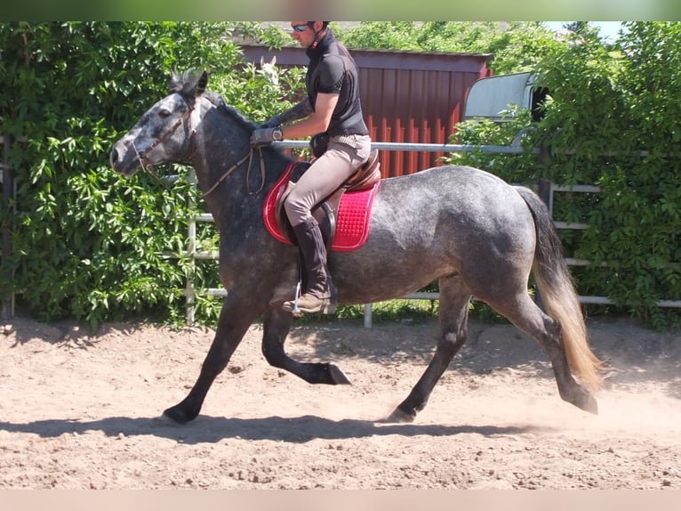 Other Breeds Gelding 4 years 15,1 hh Gray-Dapple in Buttstädt