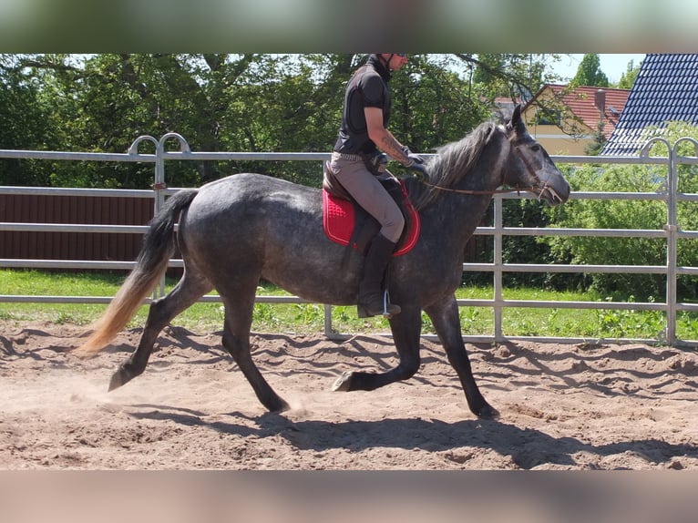 Other Breeds Gelding 4 years 15,1 hh Gray-Dapple in Buttstädt