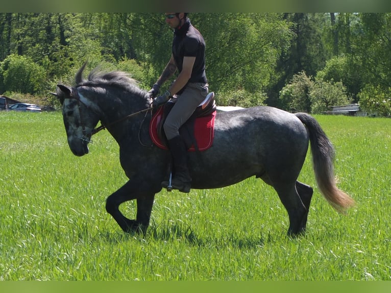Other Breeds Gelding 4 years 15,1 hh Gray-Dapple in Buttstädt
