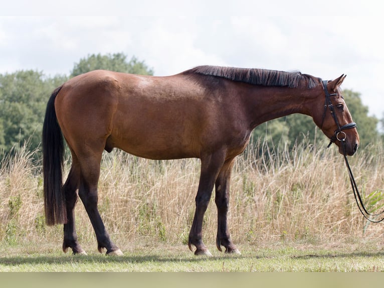 Other Breeds Mix Gelding 4 years 15,2 hh Bay-Dark in Braunschweig