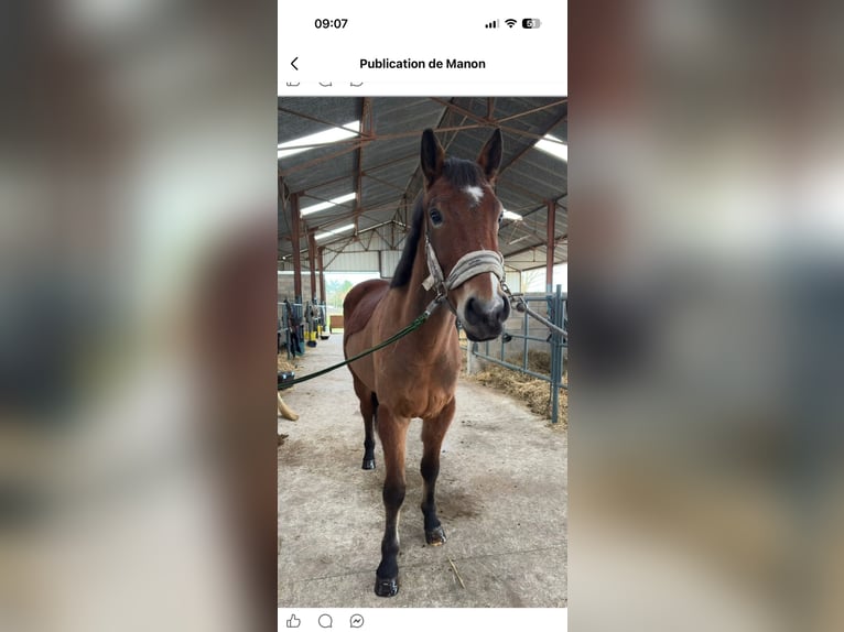 Other Breeds Gelding 4 years 15,2 hh Bay in Hampigny