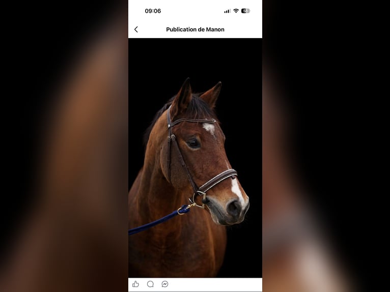 Other Breeds Gelding 4 years 15,2 hh Bay in Hampigny