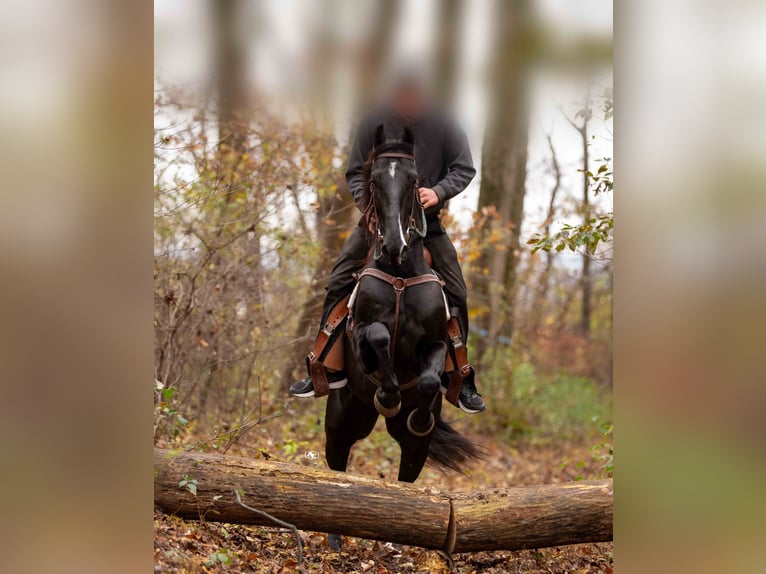 Other Breeds Gelding 4 years 15,2 hh Black in Kirkwood