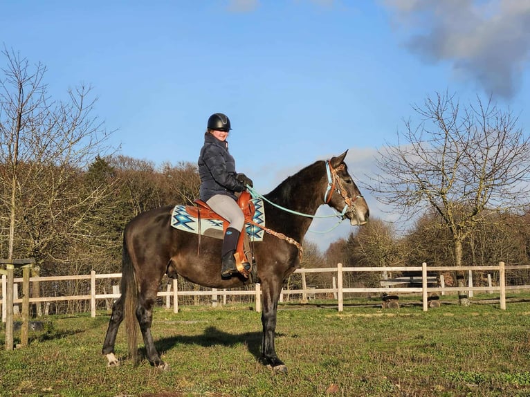 Other Breeds Gelding 4 years 15,2 hh Grey-Dapple in Linkenbach