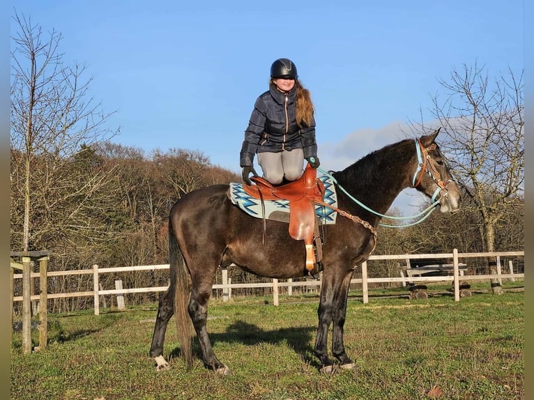 Other Breeds Gelding 4 years 15,2 hh Grey-Dapple in Linkenbach