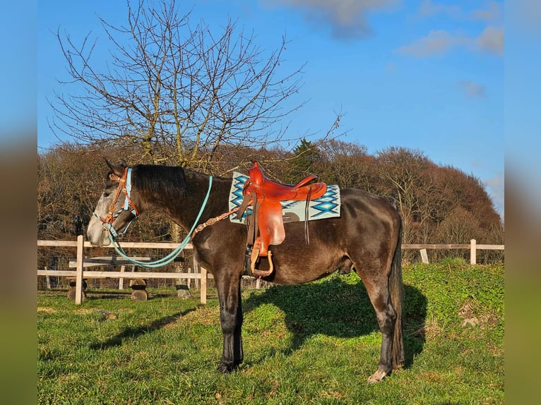 Other Breeds Gelding 4 years 15,2 hh Grey-Dapple in Linkenbach