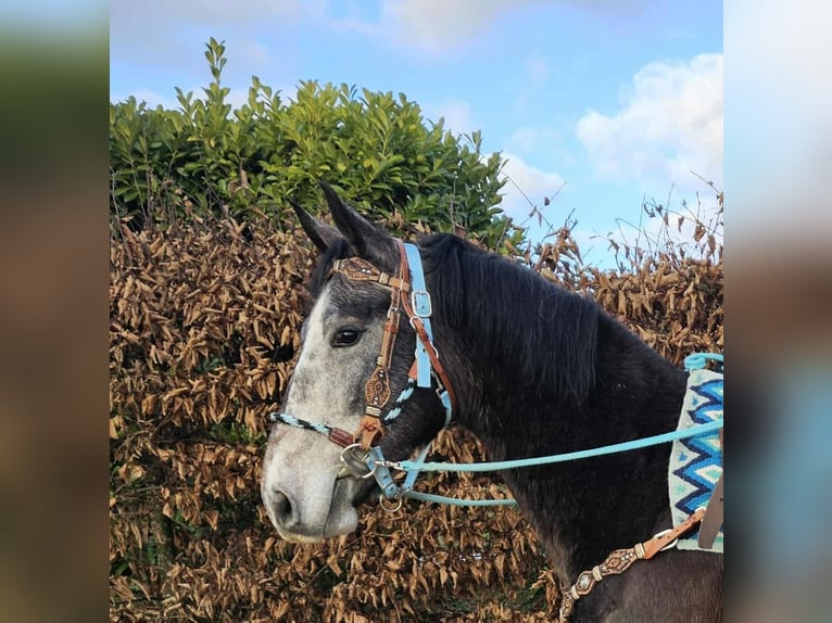 Other Breeds Gelding 4 years 15,2 hh Grey-Dapple in Linkenbach