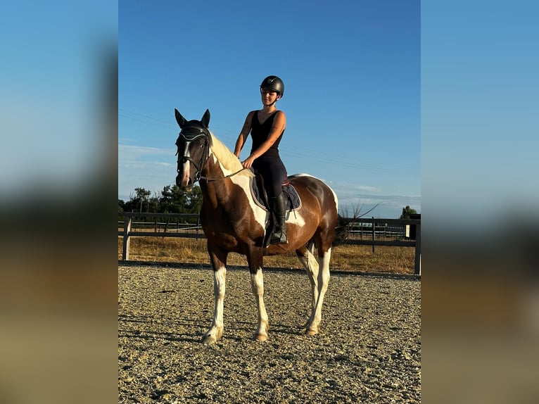Other Breeds Gelding 4 years 15,2 hh Pinto in Toulouse