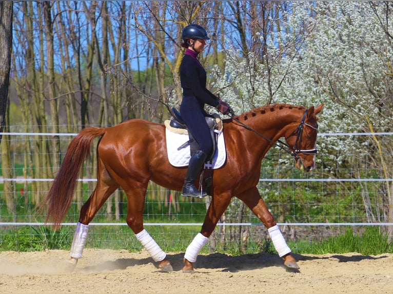 Other Breeds Gelding 4 years 16.1 hh Chestnut-Red in Pér