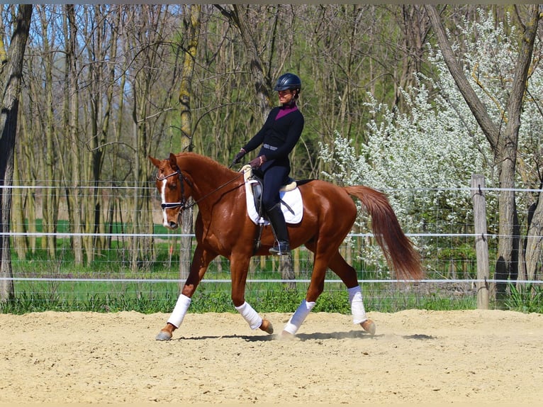 Other Breeds Gelding 4 years 16.1 hh Chestnut-Red in Pér