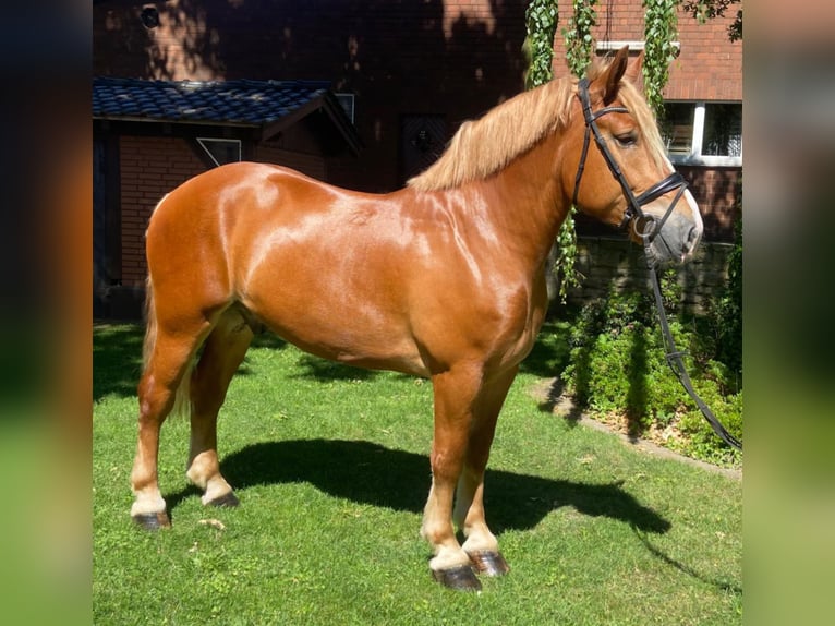 Other Breeds Gelding 4 years 16.1 hh Chestnut-Red in Hopsten