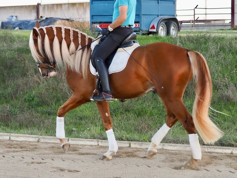 Other Breeds Mix Gelding 4 years 16,1 hh Palomino in Navas Del Madroño