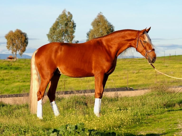 Other Breeds Mix Gelding 4 years 16,1 hh Palomino in Navas Del Madroño