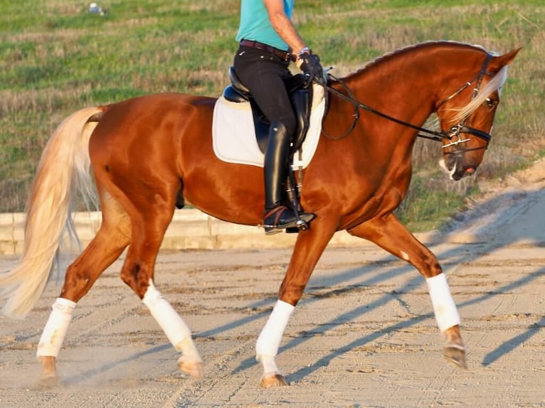 Other Breeds Mix Gelding 4 years 16,1 hh Palomino in Navas Del Madroño