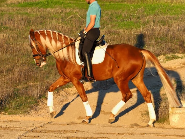 Other Breeds Mix Gelding 4 years 16,1 hh Palomino in Navas Del Madroño