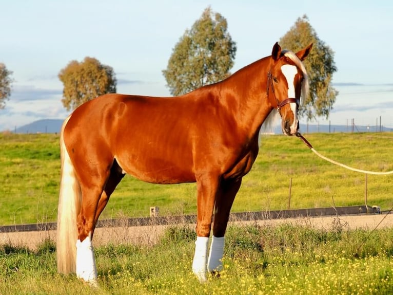 Other Breeds Mix Gelding 4 years 16,1 hh Palomino in Navas Del Madroño