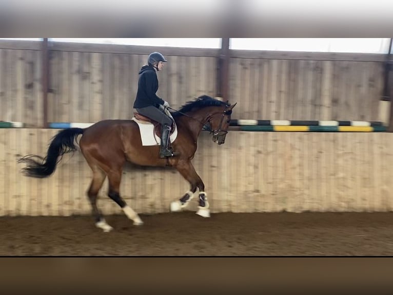 Other Breeds Gelding 4 years 16,3 hh Bay in Paupis