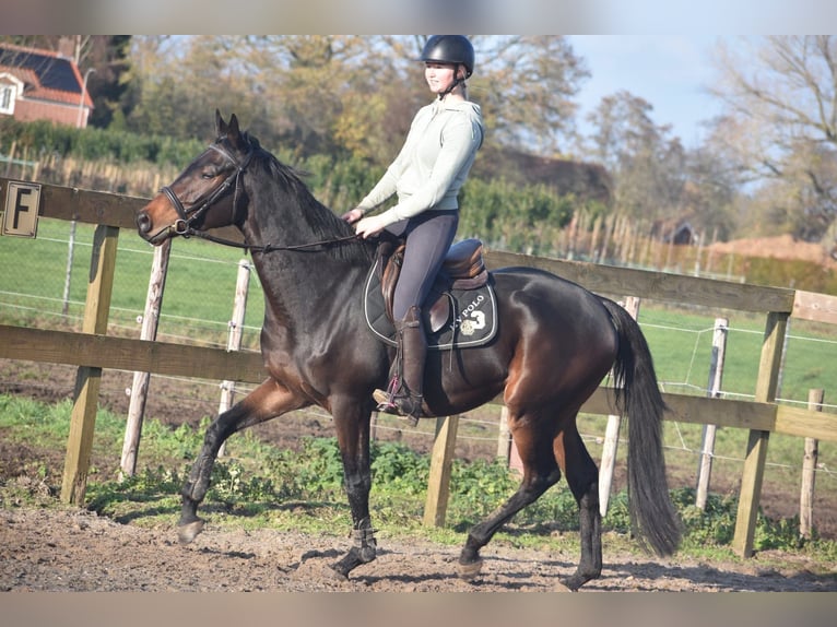 Other Breeds Gelding 4 years 16 hh Bay-Dark in Achtmaal