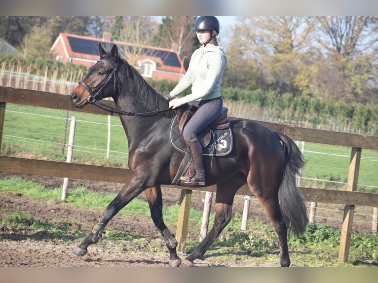 Other Breeds Gelding 4 years 16 hh Bay-Dark in Achtmaal