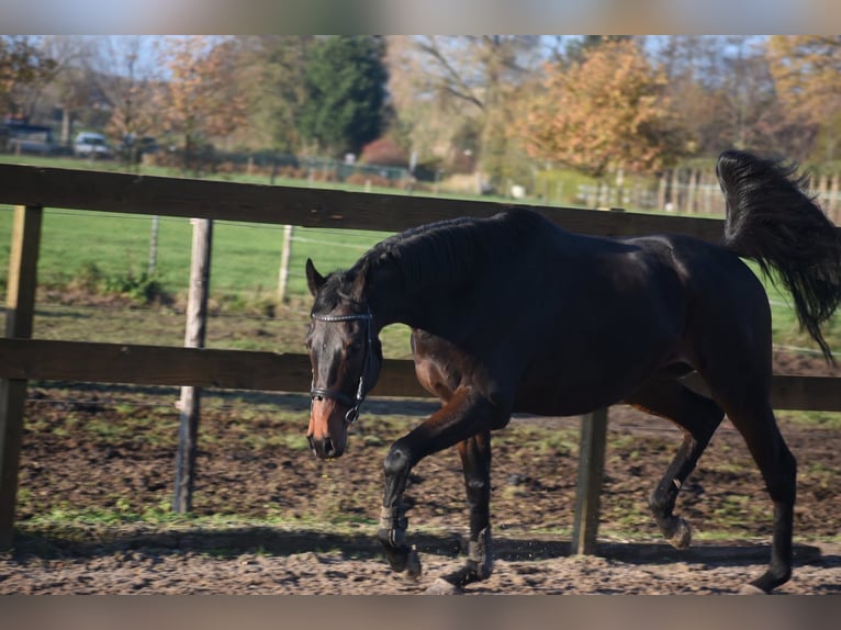 Other Breeds Gelding 4 years 16 hh Bay-Dark in Achtmaal