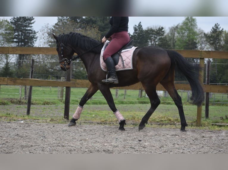 Other Breeds Gelding 4 years 16 hh Bay-Dark in Achtmaal