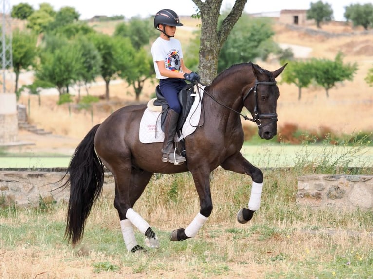 Other Breeds Gelding 4 years 16 hh Black in NAVAS DEL MADRONO
